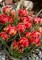 Samantha Species Tulip - 10 Bulbs - Multi-Flowering - 6/+cm Bulbs
